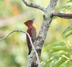 Chrysophlegma miniaceum