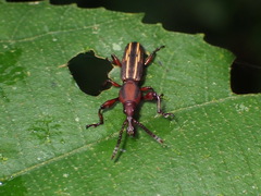 Arrhenodini