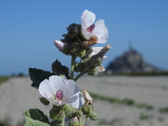 Althaea officinalis