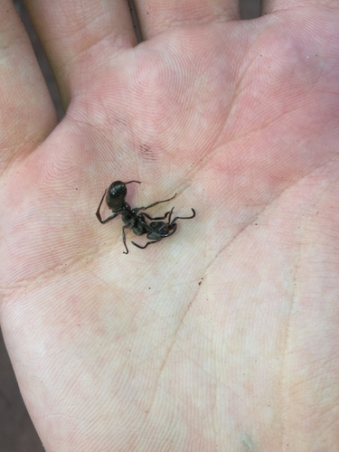 African stink ant