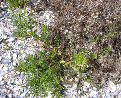 Haloragis erecta erecta