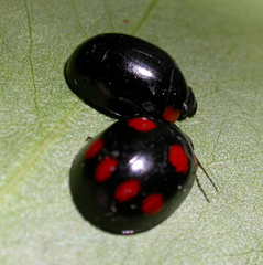 Paropsisterna fontaniva