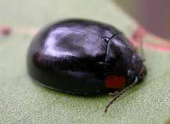 Paropsisterna fontaniva