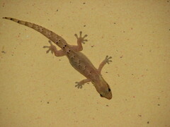 Lepidodactylus lugubris