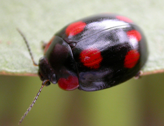 Paropsisterna fontaniva