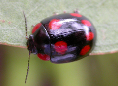 Paropsisterna fontaniva