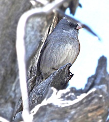 Junco hyemalis caniceps