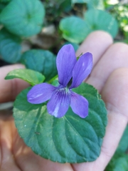 Rostratae