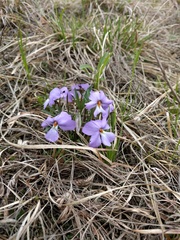 Viola pedata