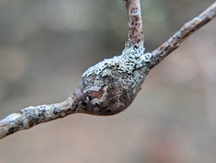 Zapatella quercusphellos