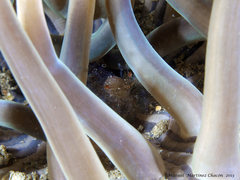 Periclimenes scriptus