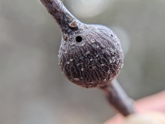 Zapatella quercusmedullae