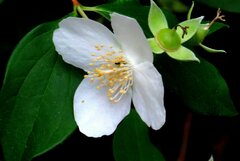 Philadelphus inodorus
