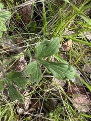 Ranunculus californicus