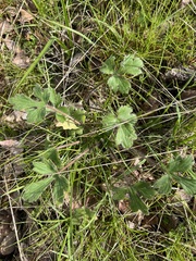 Ranunculus californicus