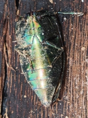 Eurythyrea micans