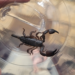 Opisthacanthus