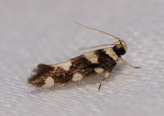 Macrobathra arrectella