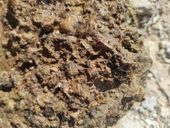 Plagiotropis lepidoptera