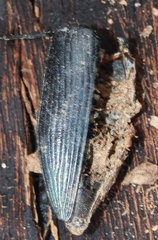 Eurythyrea micans