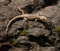 Pseudocordylus subviridis