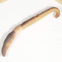 Lumbricus rubellus