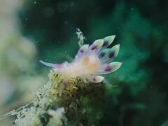 Coryphellina exoptata