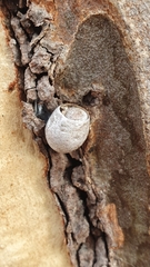 Doratifera oxleyi