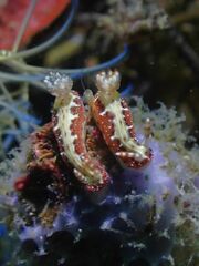 Hypselodoris decorata