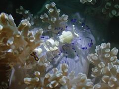 Ancylocaris brevicarpalis