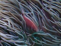 Amphiprion perideraion