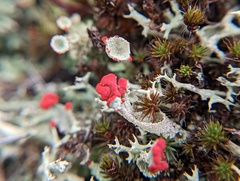 Cladonia pleurota