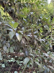 Hydrangea serratifolia