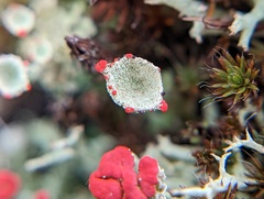 Cladonia pleurota