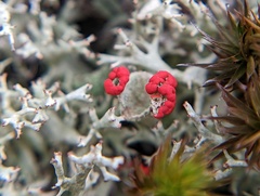 Cladonia pleurota