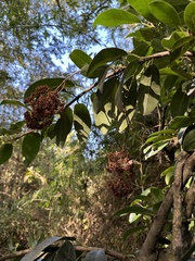 Hydrangea serratifolia