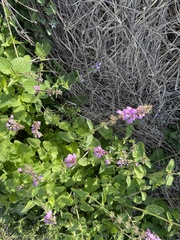 Stachys drummondii