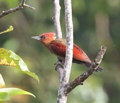 Chrysophlegma miniaceum