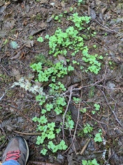 Cardamine angulata