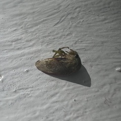 Spissistilus festinus