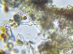 Euglenozoa