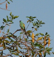Psephotus dissimilis