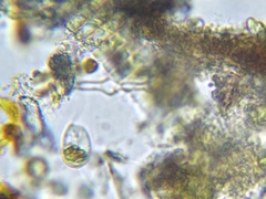 Euglenozoa