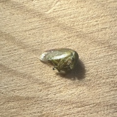 Spissistilus festinus