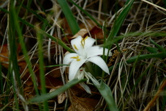 Leucocrinum montanum