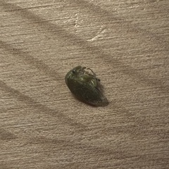 Spissistilus festinus