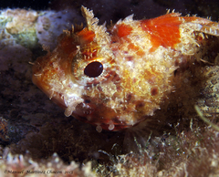 Scorpaena notata