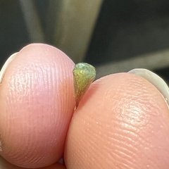 Spissistilus festinus