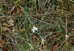 Leucocrinum montanum