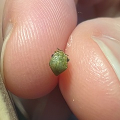 Spissistilus festinus